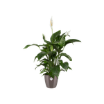 brussels diamond round 14cm oyster pearl